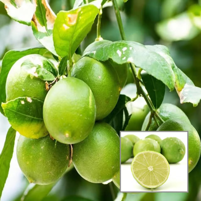 All Time Calcutta Pati Lemon Nimbu Layering/Grafted Fruit Plant