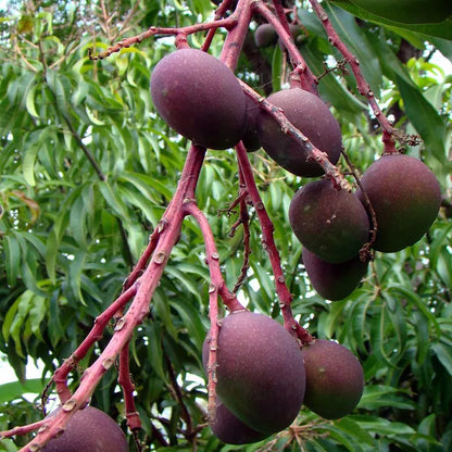 Tommy Atkins All Time Mango Aam Grafted Fruit Plant