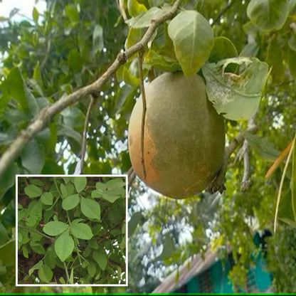 Seedling Bel Bael Bilva Fruit Plant