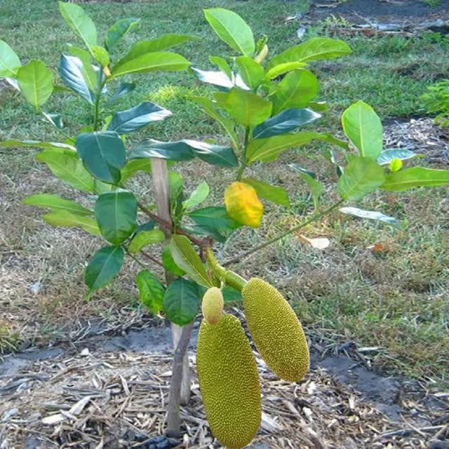 Thai All Season Jackfruit Panasa Varikka Katahal Chakka Grafted Fruit Plant