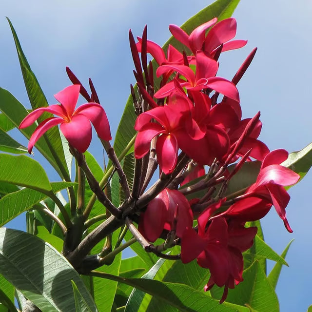 Red Colour Kat Chapa Champa Plumeria Flower Plant (1-2 Feet Height)