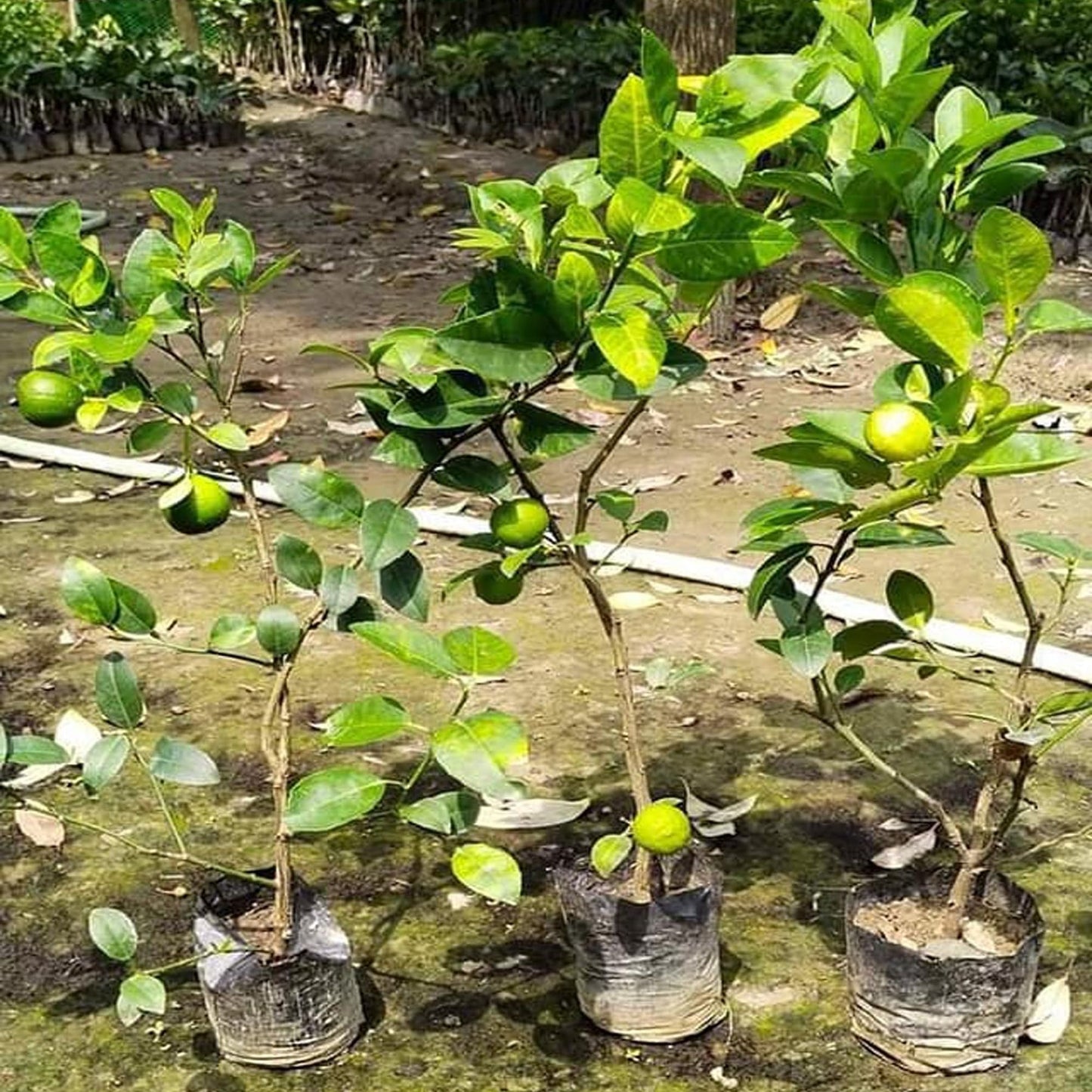 Kagzi Lemon All Time Lemon Nimbu Layering/Grafted Fruit Plant