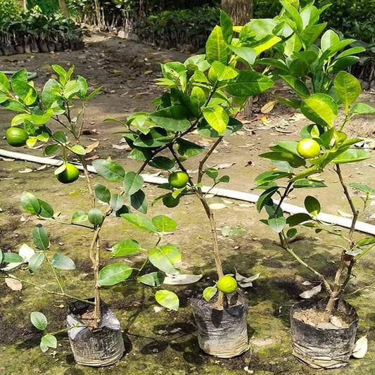 Kagzi Lemon All Time Lemon Nimbu Layering/Grafted Fruit Plant