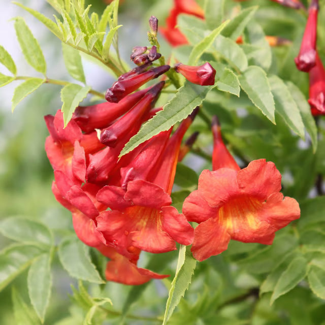Red Colour Tecoma Climbers Flower Plant