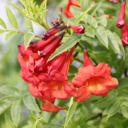 Red Colour Tecoma Climbers Flower Plant