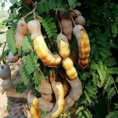 Thai Sweet Tamarind Imli Grafted Fruit Plant