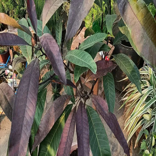 Black Stone Mango Aam Grafted Fruit Plant (1.5-3 Feet Height)