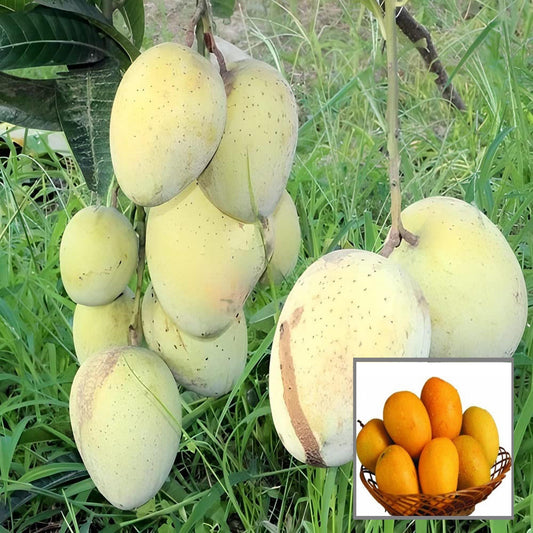Gourmoti Mango Aam Grafted Fruit Plant (1.5-3 Feet Height)