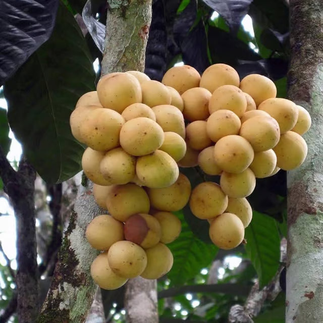 Lotkon Kafai Mooti Fruit Plant (1.5-3 Feet Height)