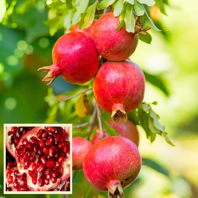 GM2 Pomegranate Anar Layering/Grafted Fruit Plant
