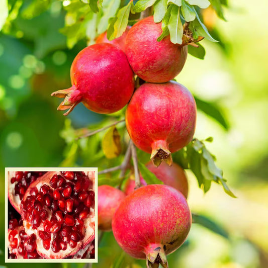 GM2 Pomegranate Anar Layering/Grafted Fruit Plant (1.5-3 Feet Height)