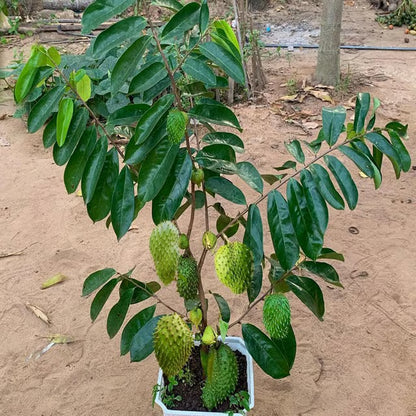 Corossol Sour Soup Lakshman Phal Fruit Plant (1.5-3 Feet Height)