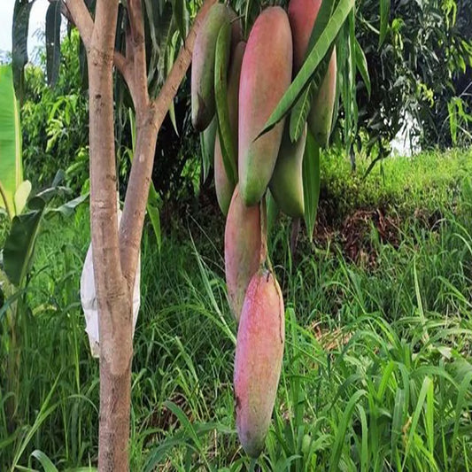 Thai Chiang Mai Mahachanok Mango Aam Grafted Fruit Plant (1.5-3 Feet Height)