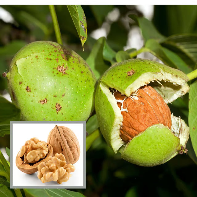 Walnuts Akhrot Hybrid Fruit Plant