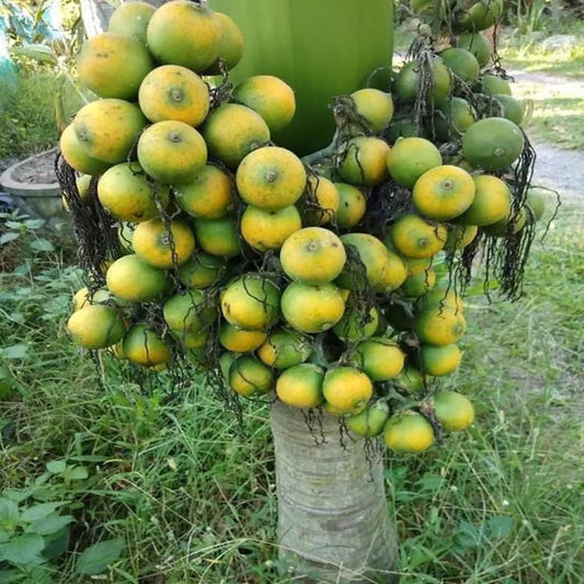 VTLAH -2 Vittal Hybrid-2 Arecanut Betel Nut Supari Hybrid Dwarf Fruit Plant (1.5-3 Feet Height)
