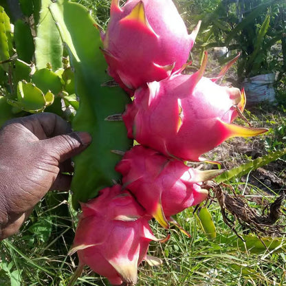 Pink Dragon Fruit Cutting/Grafted Fruit Plant