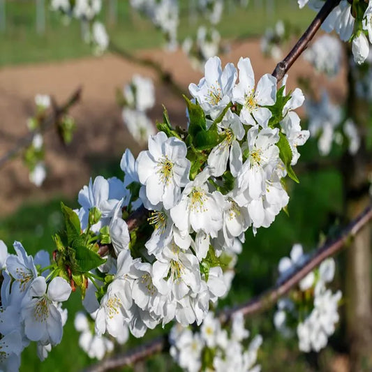 Apple Cherry Original Grafted Fruit Plant (1.5-3 Feet Height)