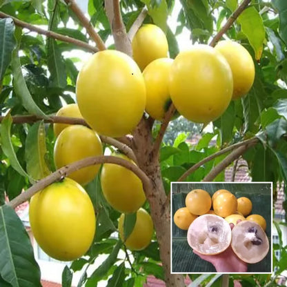 Abiu Pouteria Caimito Fruit Plant (1.5-3 Feet Height)