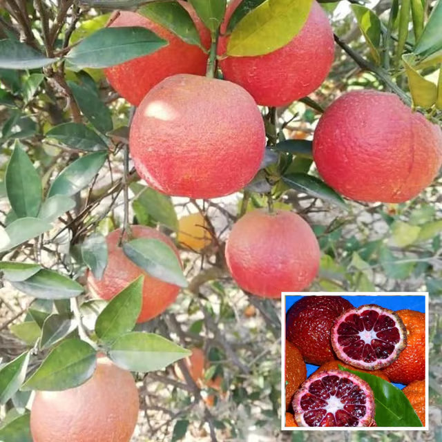 Red Malta Mosambi Grafted Fruit Plant (1.5-2 Feet Height)