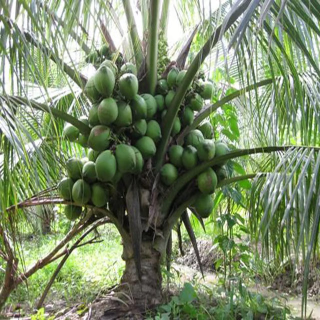 D X T Green Coconut Nariyal Hybrid Dwarf Fruit Plant