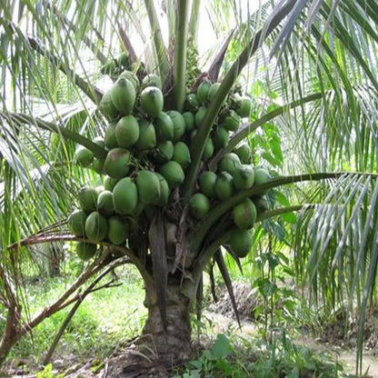 D X T Green Coconut Nariyal Hybrid Dwarf Fruit Plant