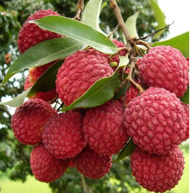 Bombai Litchi Lychee Layering/Grafted Fruit Plant