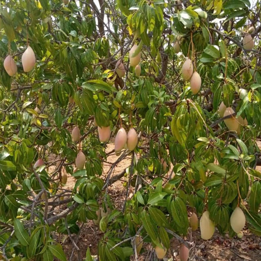 Totapuri Mango Aam Grafted Fruit Plant (1.5-3 Feet Height)