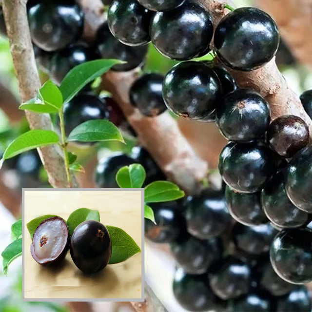 Sabara Jabuticaba Fruit Plant (1.5-3 Feet Height)
