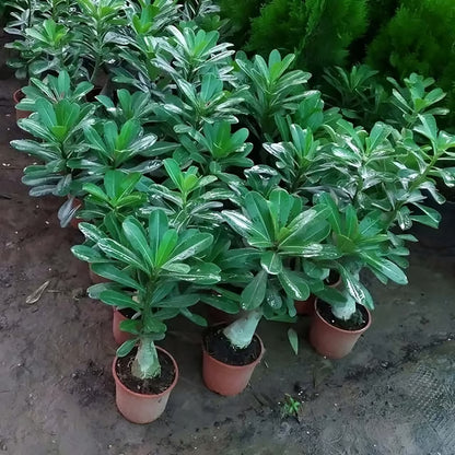 Adenium Obesum Desert Rose Grafted Flowers Plant (pack of 2)