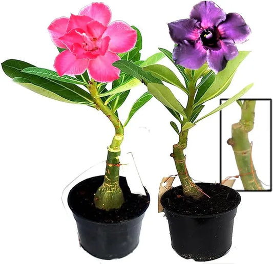 Adenium Obesum Desert Rose Grafted Flowers Plant (pack of 2)
