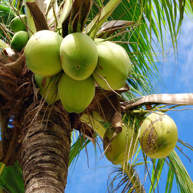 Tall Coconut Nariyal Fruit Plant