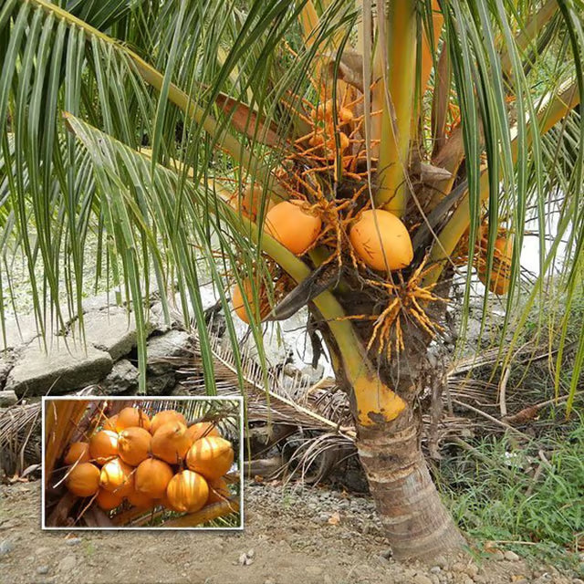D X T Orange Coconut Nariyal Hybrid Dwarf Fruit Plant (2-4 Feet Height)