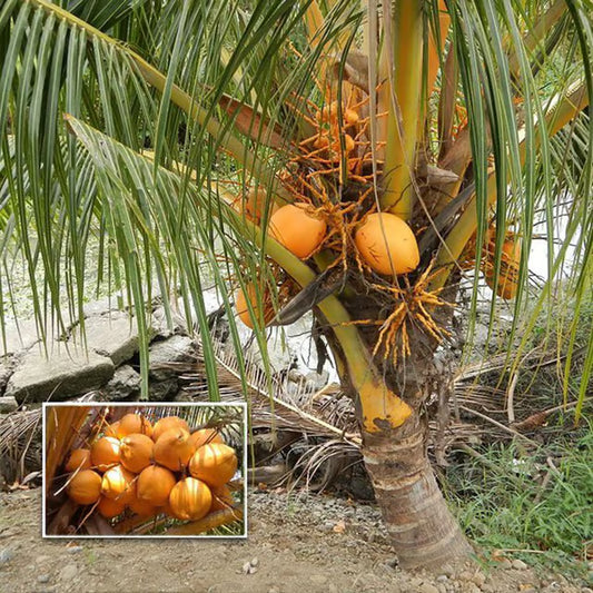 D X T Orange Coconut Nariyal Hybrid Dwarf Fruit Plant (2-4 Feet Height)