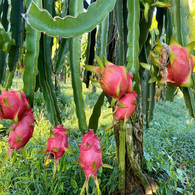 Pink Dragon Fruit Cutting/Grafted Fruit Plant