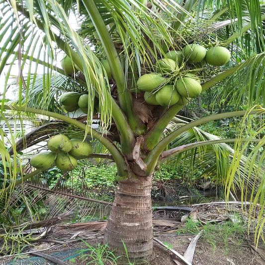 Kerala Kalpasree Coconut Nariyal Hybrid Dwarf Fruit Plant (2-4 Feet Height)