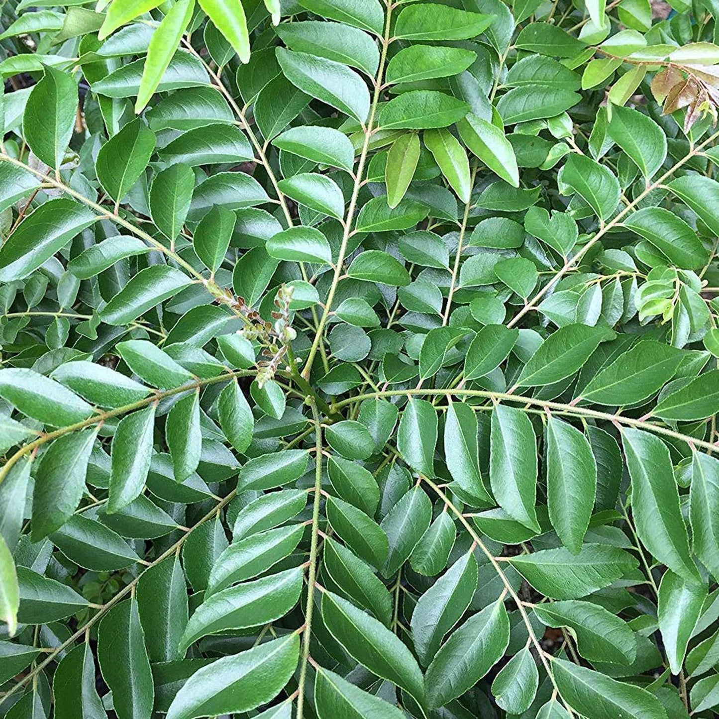 Curry Leaves Kadi Patta Murraya koenigii Meetha Neem Plant (1-2 Feet Height)