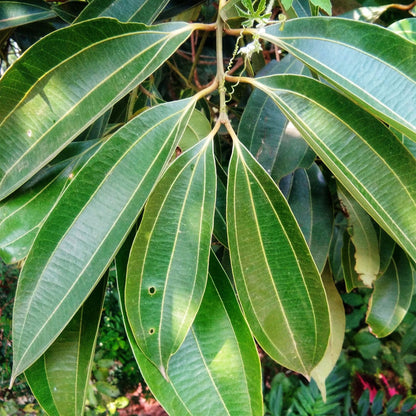 Tej Patta Indian Bay Leaf Cinnamomum Tamala Patram Spice Plant (1.5-3 Feet Height)