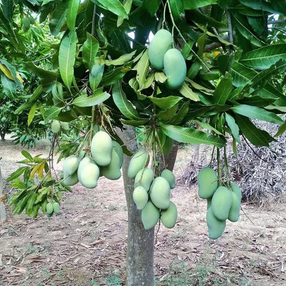 Sweet Kaccha Mitha Mango Aam Grafted Fruit Plant