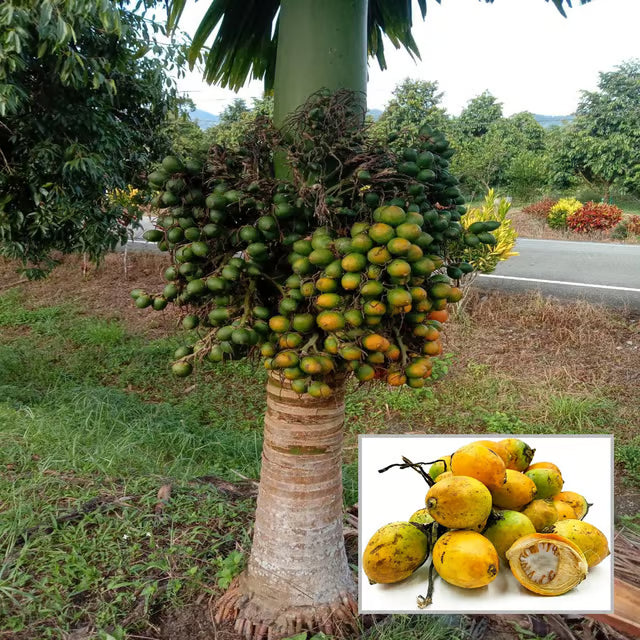VTLAH -2 Vittal Hybrid-2 Arecanut Betel Nut Supari Hybrid Dwarf Fruit Plant (1.5-3 Feet Height)