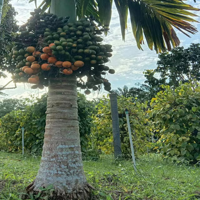 VTLAH -2 Vittal Hybrid-2 Arecanut Betel Nut Supari Hybrid Dwarf Fruit Plant (1.5-3 Feet Height)