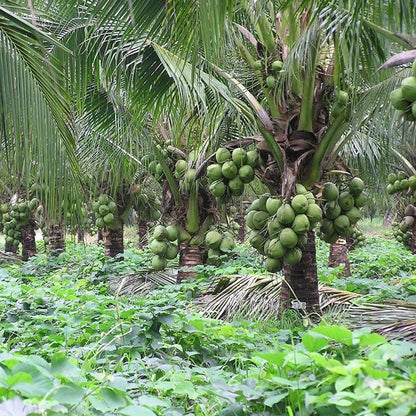 Kerala Kalpasree Coconut Nariyal Hybrid Dwarf Fruit Plant