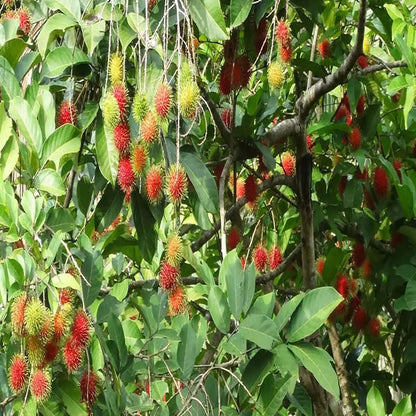 Schoolboy Rambutan Grafted Fruit Plant