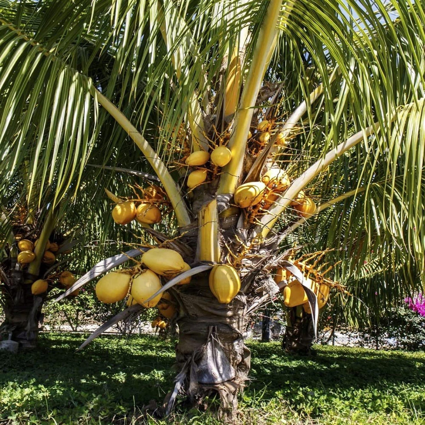 Malaysian Orange Coconut Nariyal Hybrid Dwarf Fruit Plant