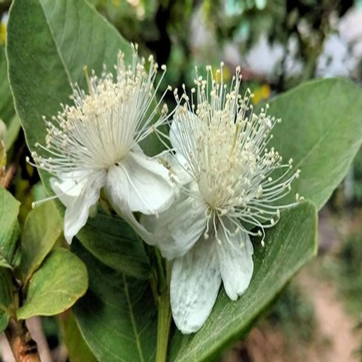 Allahabad Safeda Guava Hybrid Air Layered Plant