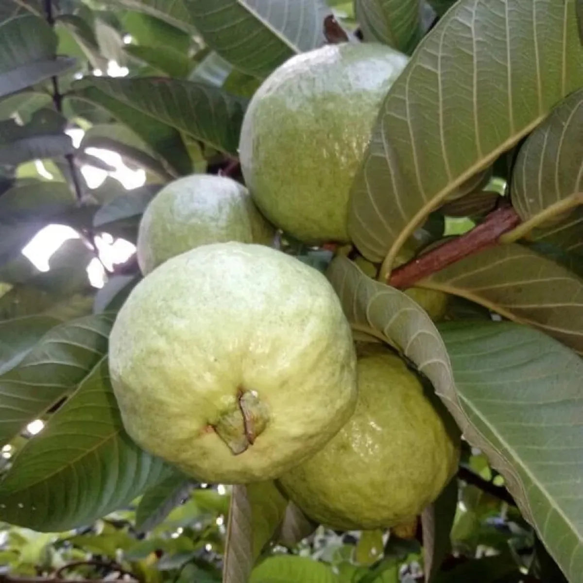 Allahabad Safeda Guava Hybrid Air Layered Plant