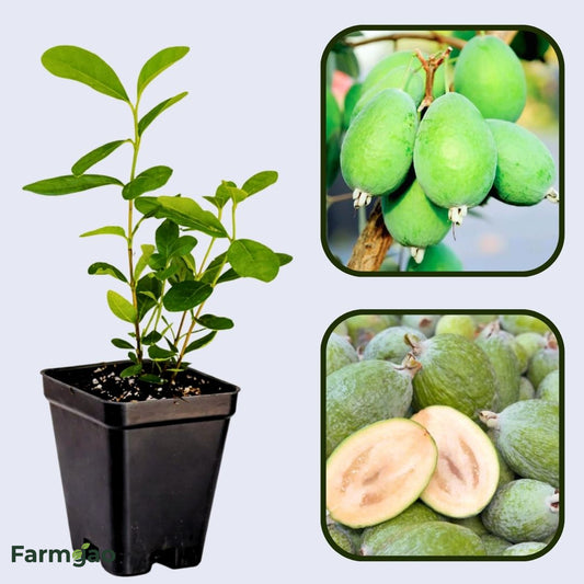 Acca sellowiana Guava Air Layered Healthy Fruit Plant