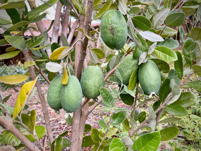 Acca sellowiana Guava Air Layered Healthy Fruit Plant