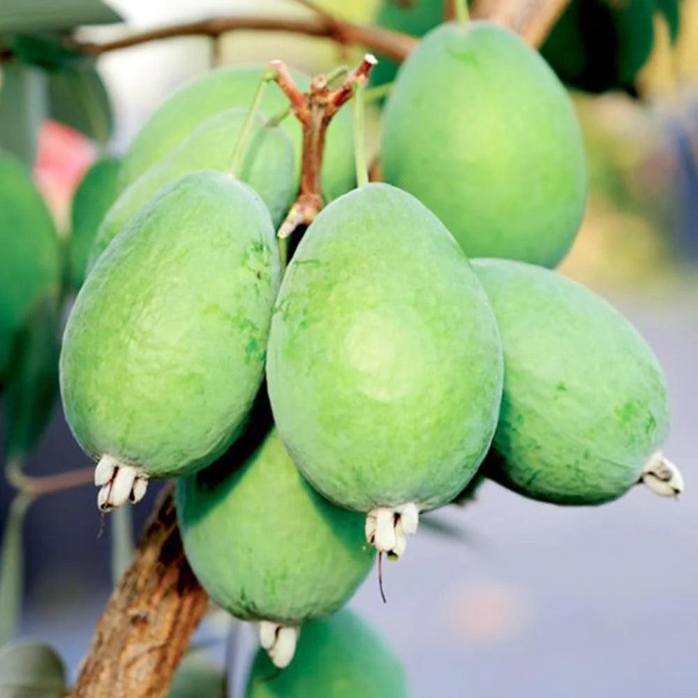 Acca sellowiana Guava Air Layered Healthy Fruit Plant
