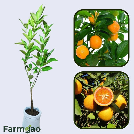 Acidless Sweet Orange Grafted Healthy Fruit Plant
