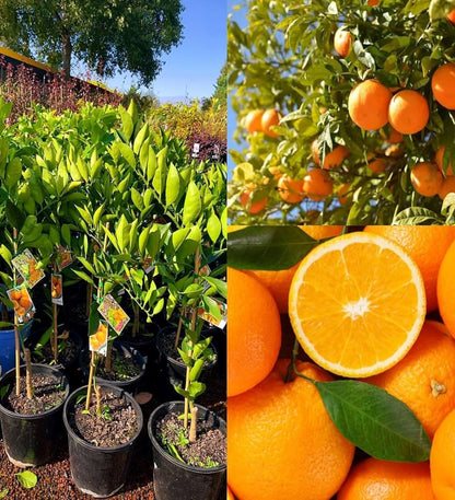 Acidless Sweet Orange Grafted Healthy Fruit Plant